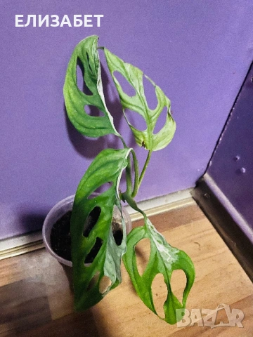 Monstera adanosi alboveriegat