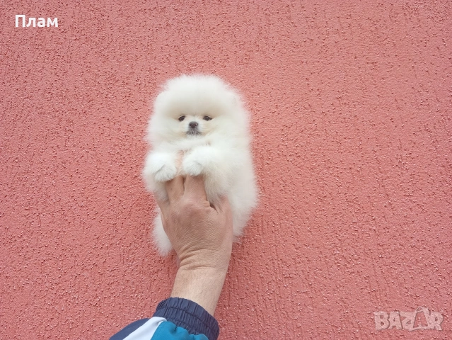 Бели Померани., снимка 9 - Померан - 54105599