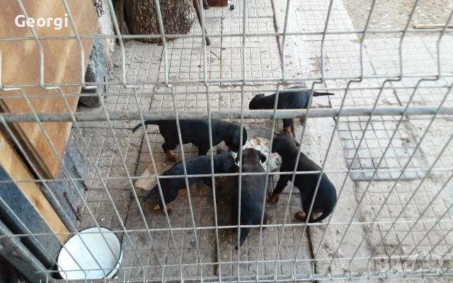 Продавам 6 бр. малки кучета ягтериери., снимка 4 - Ягдтериер - 53265603