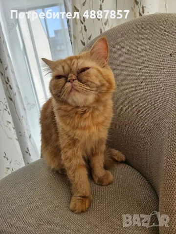Продавам полуперсийско коте