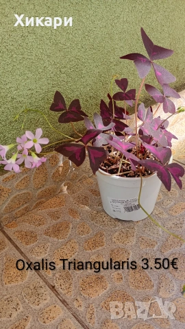 Оксалис Oxalis triangularis