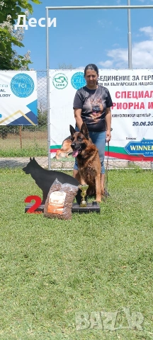 малки немски овчарки, снимка 6 - Немска овчарка - 55003372