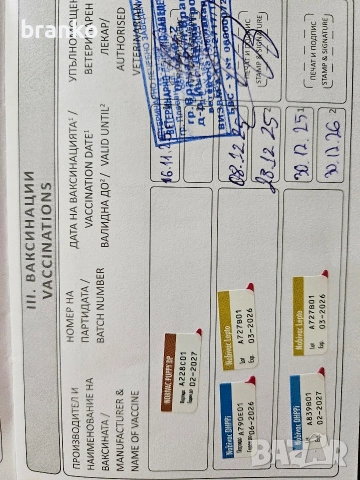 Продавам Бивер Йорк, снимка 7 - Йоркширски териер - 54718533