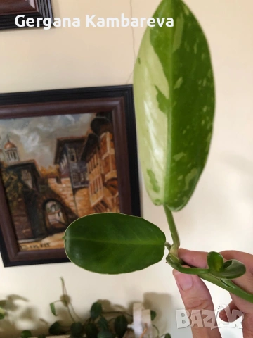 Резник philodendron Jose Buono 