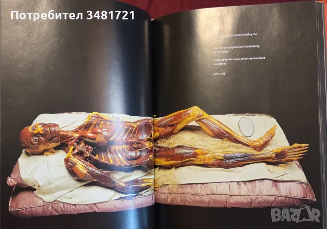 Encyclopaedia Аnatomica, снимка 10 - Специализирана литература - 55361424