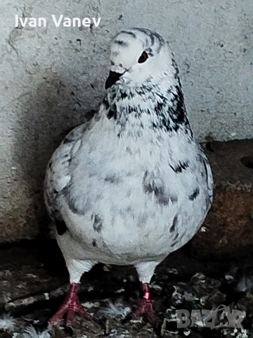 декоративни, снимка 8 - Гълъби - 54241635