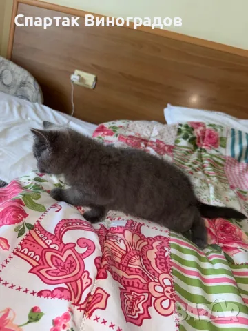 Котенок Шатланский вислоухий 4 месяца, снимка 6 - Британска късокосместа - 55392191
