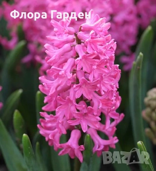 Луковици ЗЮМБЮЛ - Предварителни поръчки, снимка 14 - Градински цветя и растения - 51033126