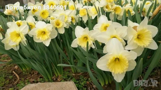 Луковици нарцис 