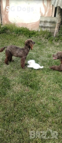 Пудел, снимка 4 - Пудели - 54322905