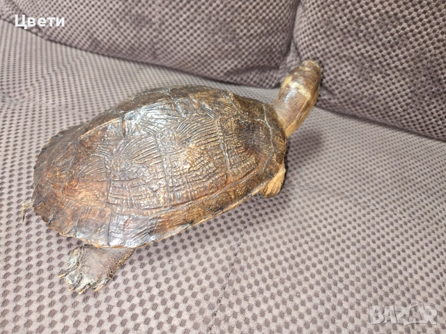 Декоративна костенурка 299 евро, снимка 4 - Декорация за дома - 54368324