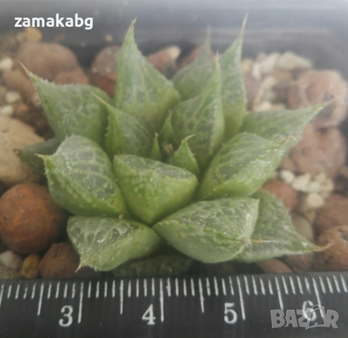Хавортия (Haworthia comptoniana), снимка 3 - Стайни растения - 54847324