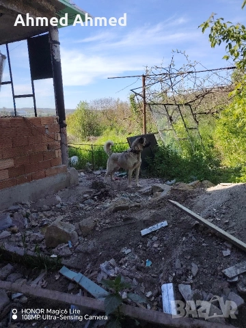 кангал на 2 години , снимка 6 - Кангал - 54761310