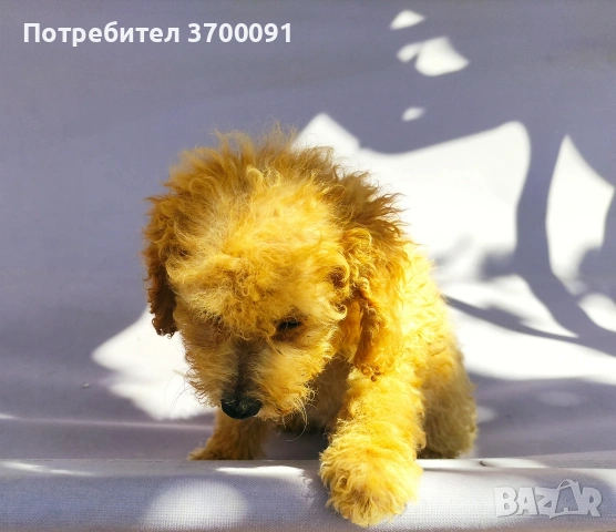 пудел / мини пудел