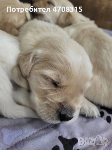 Голдън ретривър момче родословен баща, снимка 10 - Голдън ретривър - 54366591