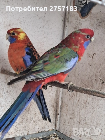 продавам пенантови розели, снимка 2 - Папагали - 54003203