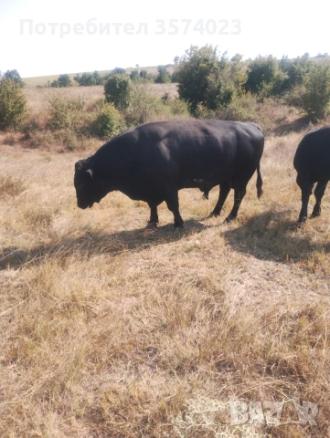 Месодайни телета, снимка 12 - Крави - 54245143