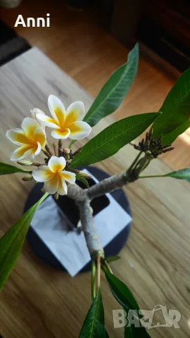 🌸 Плумерия (Frangipani) – Красиво оформено растение с цвят и много пъпки