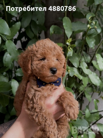 Той пудел/Toy poodle/Чистокръвни той пуделчета (черни и ред/априкот), снимка 4 - Пудели - 55224165