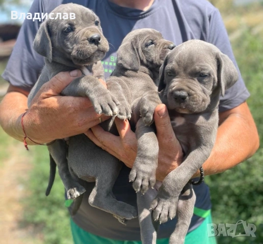 Кане Корсо бебета 