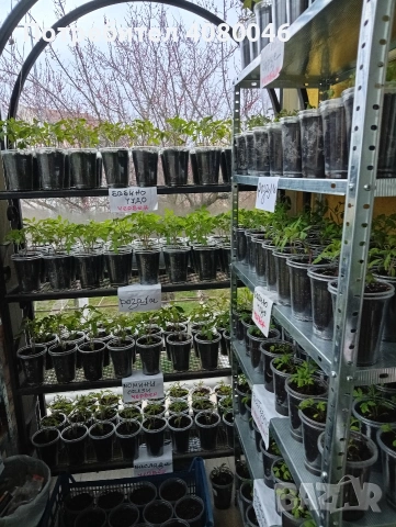 Разсад домати, краставици, тиквички, пипер, люти чушки, броколи, червено цвекло