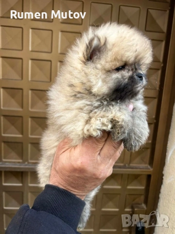 Померан , снимка 2 - Померан - 54091997