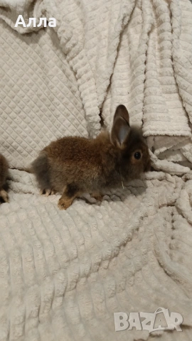 Декоративни зайчета, 2 иесеца, снимка 5 - Декоративни зайчета - 54237734