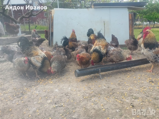 Разплодни яйца и малки пиленца от Катунски кокошки, снимка 5 - други­ - 54355709