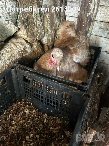 Пуйки мъжка и женска на 14 месеца