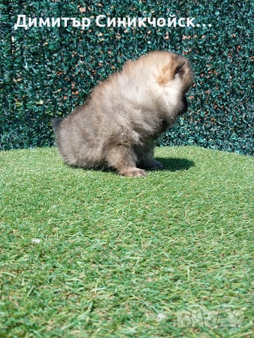 померан , снимка 9 - Померан - 54356231