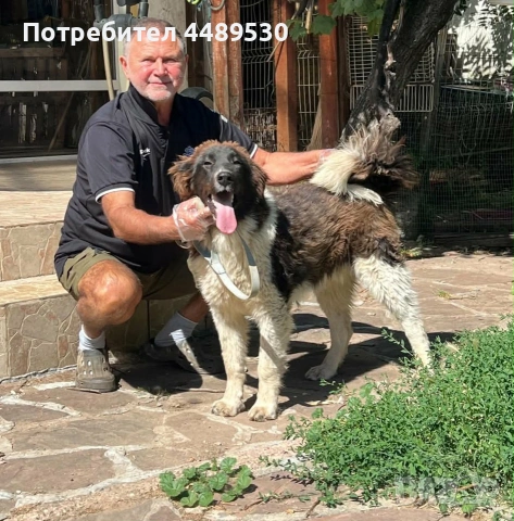 Сертифициран развъдник продава българско овчарско куче / каракачанка