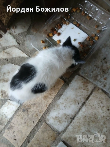Подаряват се 2 котета, снимка 2 - Други - 54699291