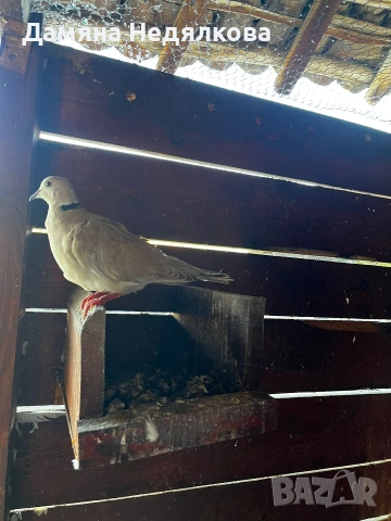 Смеещи се гугутки , снимка 3 - Гълъби - 54320249