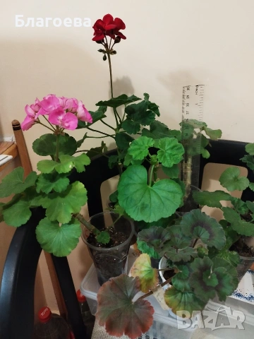 Комплект Мушкато - 10 бр 12 €, снимка 2 - Стайни растения - 46905641