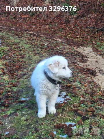 Каракачанско кученце, снимка 3 - Каракачанска овчарка - 54147013