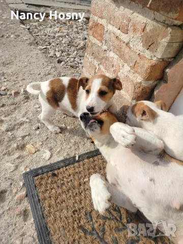 Продавам чистокръвни кучета Джак Ръсел