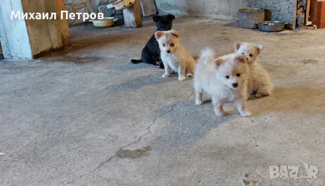 ​🐾  Помчи (Померан + Чихуахуа) , снимка 3 - Померан - 55328999