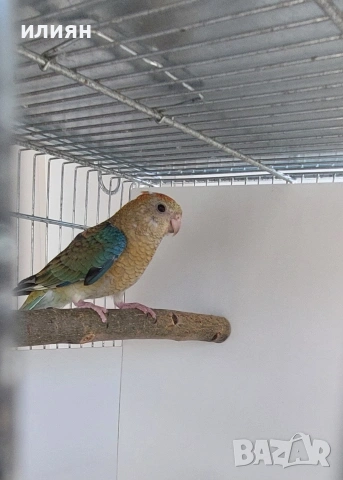 Пойни папагали, снимка 2 - Папагали - 54316190