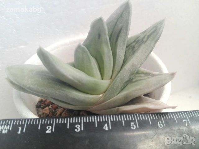 Гастералое (Gasteraloe green ice colorata variegata)