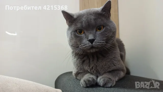 Шотландски клепоухи, снимка 4 - Британска късокосместа - 55606799