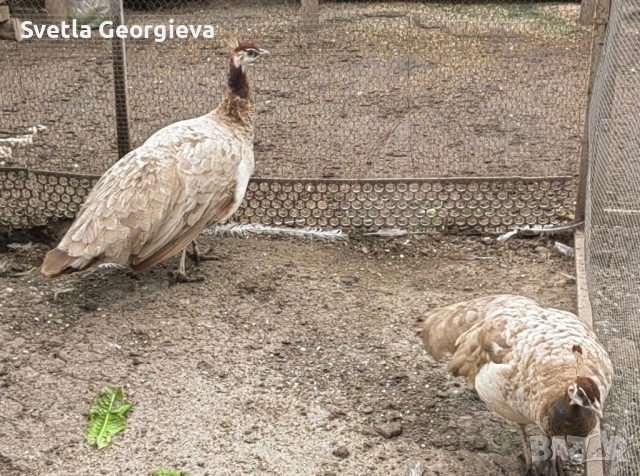 Прасковени пауни, снимка 4 - други­ - 54584261