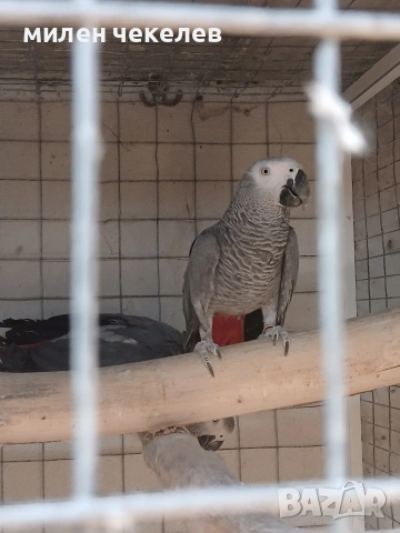 мъжки полово зрял жако 