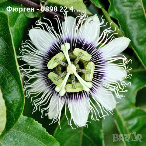 Пасифлора (Маракуя) – Passiflora edulis, снимка 4 - Разсади - 55328034