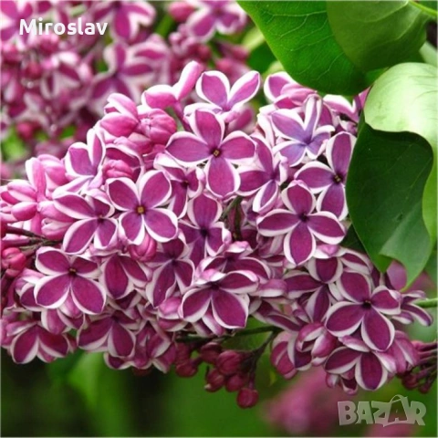 Люляк двуцветен („Сензация“), снимка 3 - Градински цветя и растения - 54129929