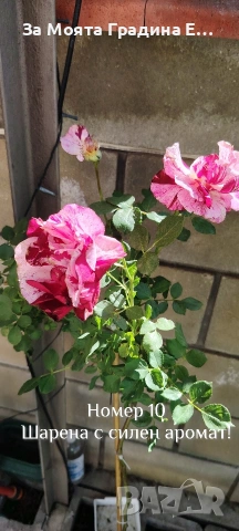 Щамбови Рози 🌹 Роза дръвче! , снимка 3 - Градински цветя и растения - 54425095
