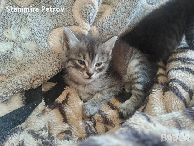 Ангорски котки, снимка 10 - Ангорски - 54660407