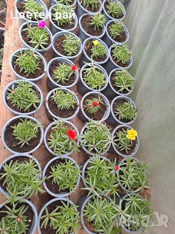 Кичесто калдаръмче , снимка 4 - Градински цветя и растения - 54365045