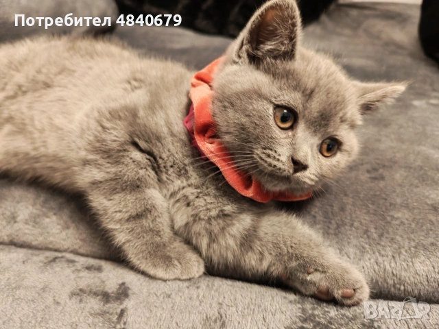 късокосмести Британчета. , снимка 2 - Британска късокосместа - 54934776