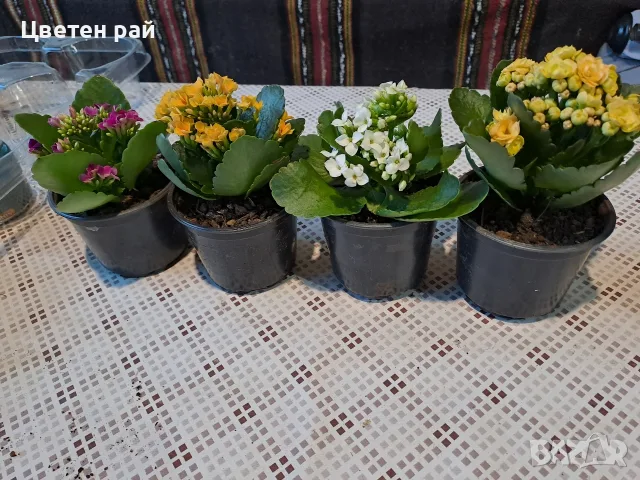 Няколко цвята каланхое , снимка 7 - Стайни растения - 55353250