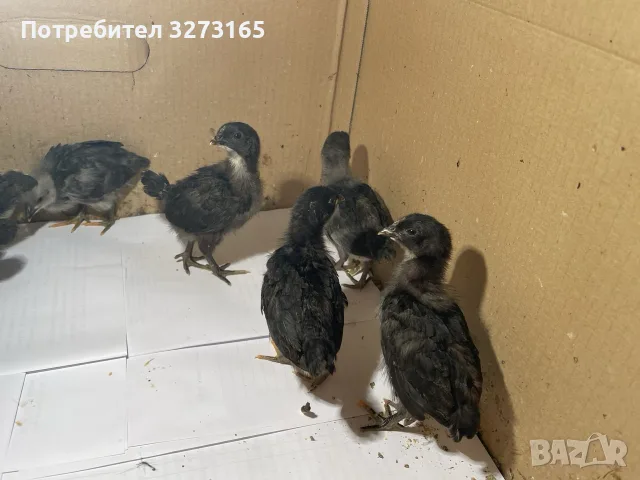 Пилета шведски исабар  и великденска носачка , снимка 8 - Кокошки и пуйки - 55446065